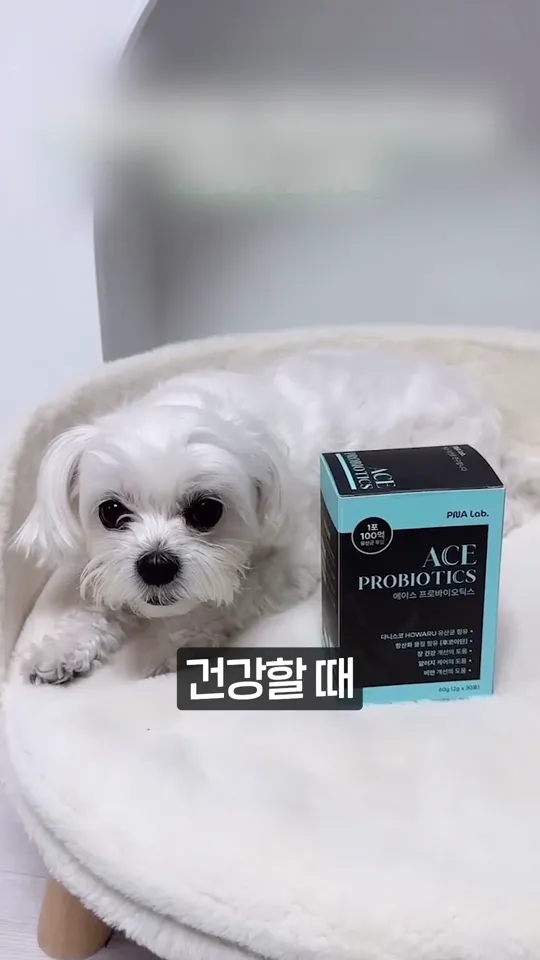 숏폼 장면: 유산균 제품 옆의 강아지